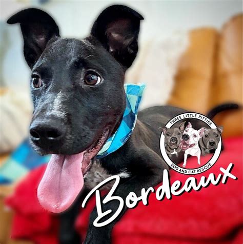 ADOPT' BORDEAUX (33000) .